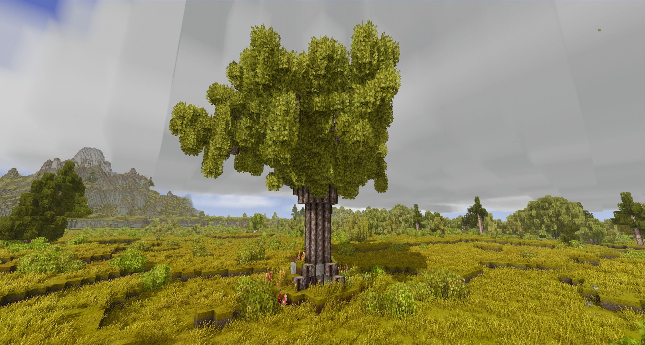 Tree Cave